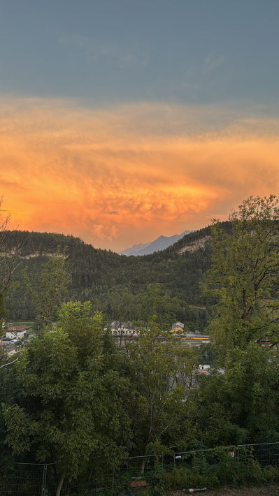 lavender field in summer